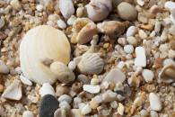 2-Algarve - seashells